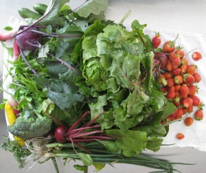 Week Two of the Farm